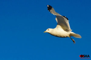 WILDLIFE BIRD PHOTOGRAPHY