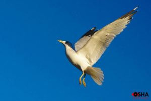 WILDLIFE BIRD PHOTOGRAPHY