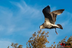 WILDLIFE BIRD PHOTOGRAPHY