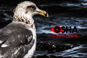 SEAGULL SITTING WILDLIFE PHOTOGRAPHY