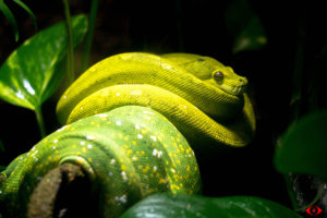 ANIMAL PHOTOGRAPHY REPTILE