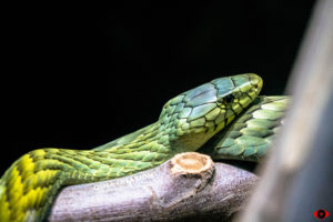 ANIMAL PHOTOGRAPHY REPTILE SNAKE