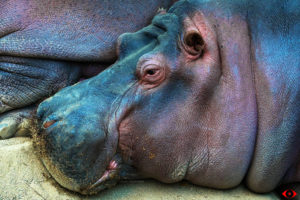 WILDLIFE PHOTOGRAPHY HIPPP
