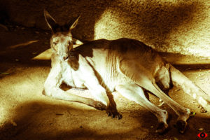 WILDLIFE PHOTOGRAPHY KANGAROO