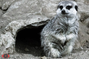 WILDLIFE PHOTO MEERKAT