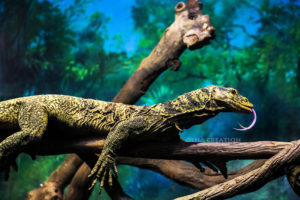 WILDLIFE PHOTO MONATOR LIZARD