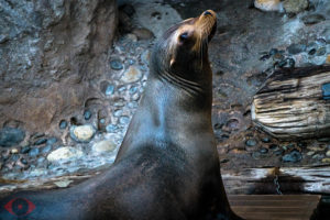 WILDLIFE PHOTOGRAPHY SEAL