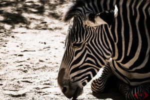 WILDLIFE PHOTOGRAPHY ZEBRA